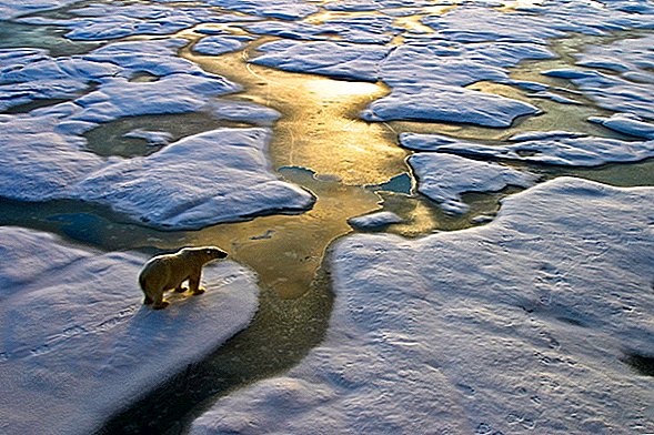 Arktis klarar sig inte bra (alls)