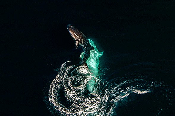 Forsøkte hvalharkparing fanget på kamera for første gang i historien