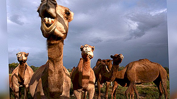 가뭄 악화로 헬리콥터에서 1 만 마리의 낙타 낙타를 죽이는 호주 헌터
