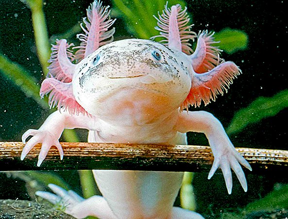 Axolotls: as adoráveis ​​e gigantes salamandras do México