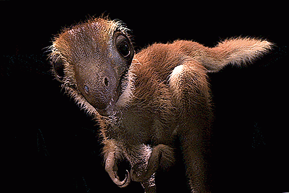 Baby T. Rex era una adorable bola de pelusa
