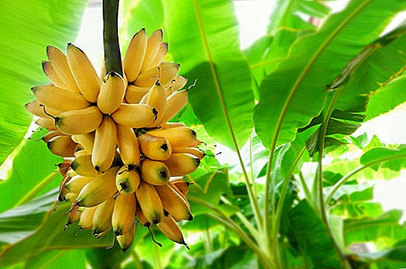 En banan-dödande svamp har nått Latinamerika. Staver detta slutet för bananer?