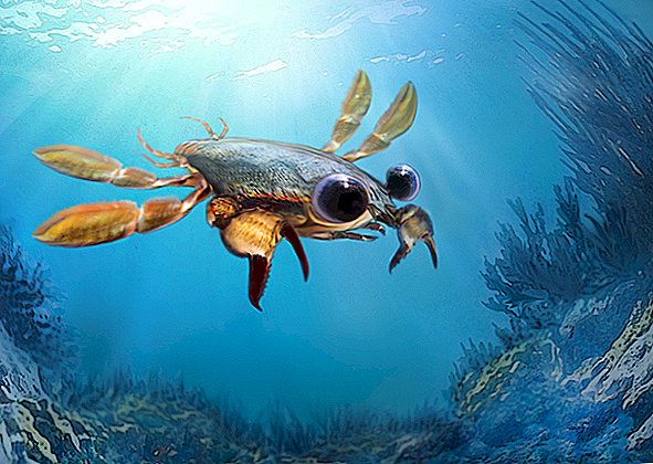 'Smukke mareridt' Krabbe sported hummer shell, rejer mund og fodbold øjne
