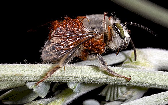 Albina care era în căutarea dragostei se termină purtând o „vestă” de larve parazite de gândac