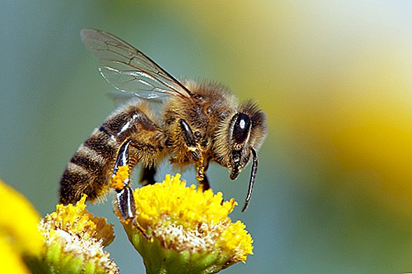 As abelhas podem resolver problemas matemáticos que prejudicariam a criança comum