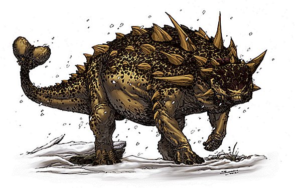 Belly Up: Varför Ankylosaurs alltid finns upp och ner