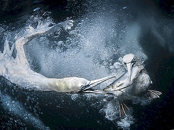 أفضل صور مسابقة سوني للتصوير الفوتوغرافي للحياة البرية لعام 2019
