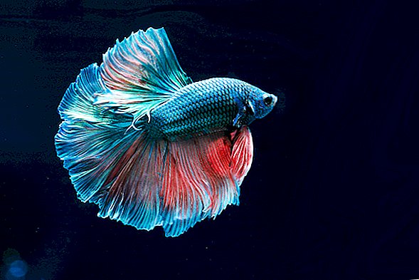 Betta Fish: el deslumbrante pez luchador siamés