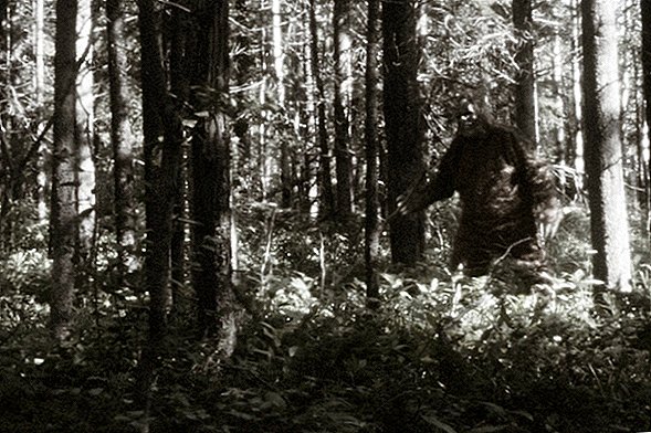 يكشف ملف مكتب التحقيقات الفدرالي لـ Bigfoot عن قصة غريبة عن صياد الوحش و 15 شعرًا غامضًا