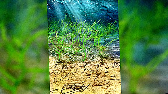 Les algues vertes vieilles d'un milliard d'années sont l'ancêtre de toutes les plantes sur Terre
