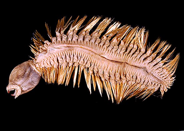 Dziwaczny robak morski przypomina świąteczną ozdobę z piekła rodem
