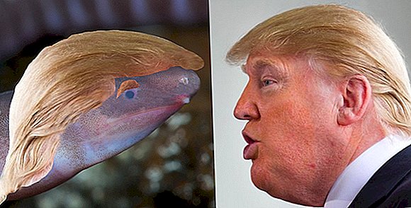 `` Cego '' no clima, Trump inspira nome para criatura sem visão, viscosa e parecida a um verme