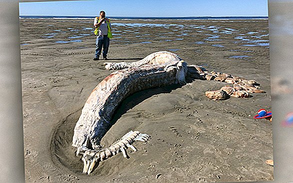 Un monstruo marino parecido a una mancha se lava en la playa de Maine