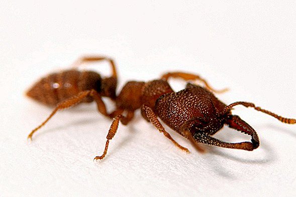 La fourmi suceuse de sang établit un record de vitesse animale avec une morsure de 200 mi / h
