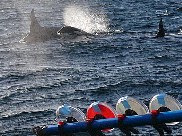 Blowhole 'Breathalyzer' toont salmonella bij orka's