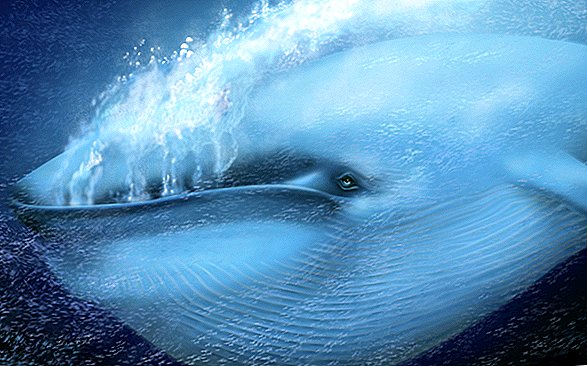 Một con cá voi xanh có nhịp tim lần đầu tiên được thực hiện - Và các nhà khoa học bị sốc