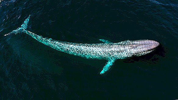 الحيتان الزرقاء: أكبر المخلوقات على وجه الأرض