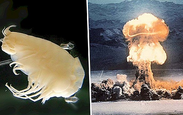 'Bomb Carbon' aus Nuklearversuchen des Kalten Krieges in den tiefsten Gräben des Ozeans