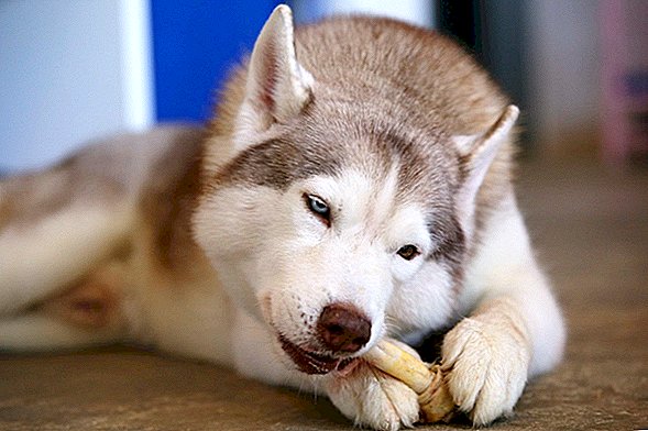 Tratamento de ossos para cães relacionados a 90 doenças de animais de estimação e 15 mortes