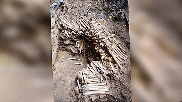 Muros de huesos hechos de extremidades humanas y cráneos descubiertos debajo de la iglesia en Bélgica