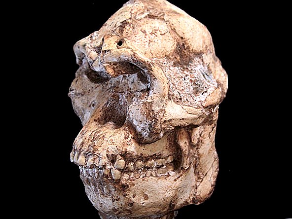 Das Gehirn des mysteriösen menschlichen Verwandten "Little Foot" war halb Mensch, halb Affe
