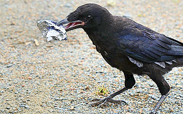 Brainy Crows trainiert, um Müll im Themenpark aufzuheben