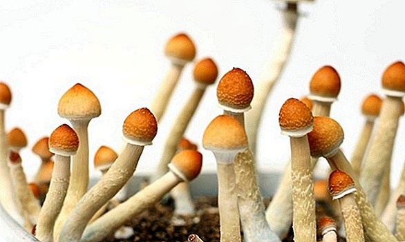 Les Californiens pourraient voter sur la légalisation du `` champignon magique '' en 2018