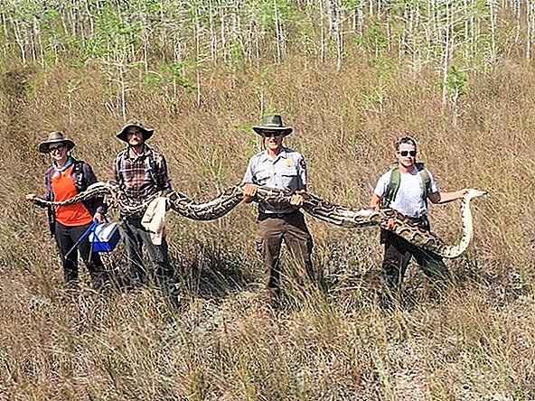 Un python de 17 pieds capturé était sur le point d'avoir 73 bébés