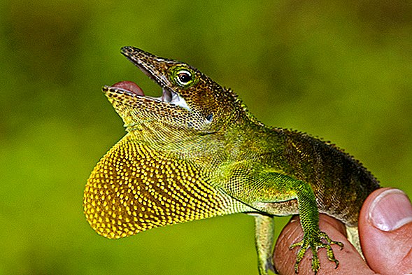 Карибські ящірки пропонують еволюцію більш передбачувану, ніж думали