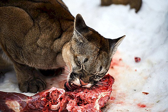 Carnivores: faits sur les mangeurs de viande