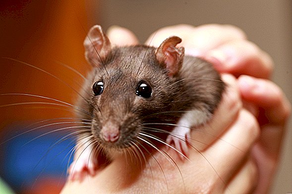 El caso de 'Fiebre por mordedura de rata' nos recuerda que incluso las ratas mascotas tienen muchas enfermedades