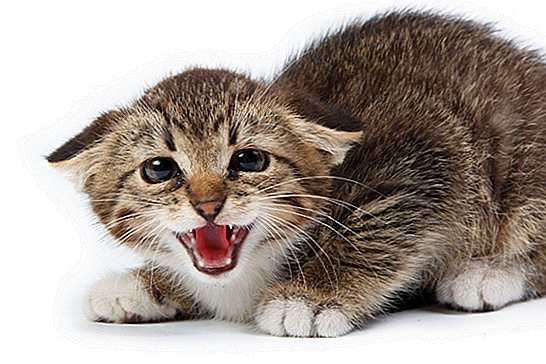 Το Parasite Cat Poop είναι επικίνδυνα διαδεδομένο