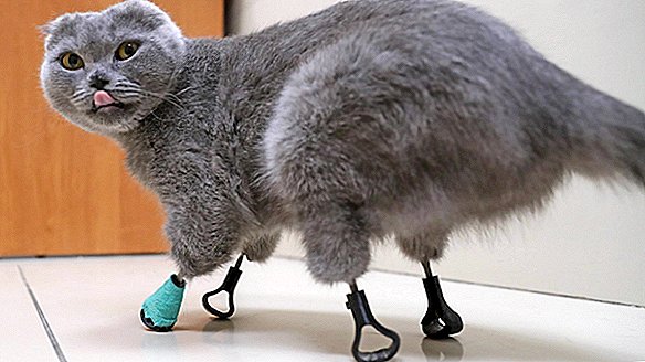 Gato con 4 patas congeladas obtiene nuevos pies hechos de titanio