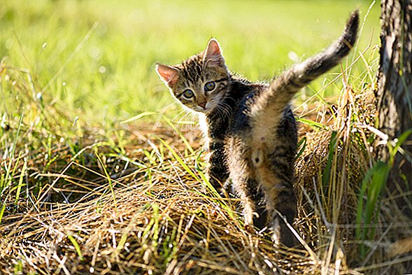 Los gatos 'cultivan' las bacterias en sus colillas. Este es el por qué.