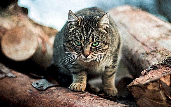 Katzen in Australien töten jedes Jahr über 2 Milliarden wilde Tiere