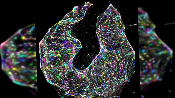 Las células brillan como mil helados espolvorean en magníficas nuevas imágenes de 'microscopio de ADN'
