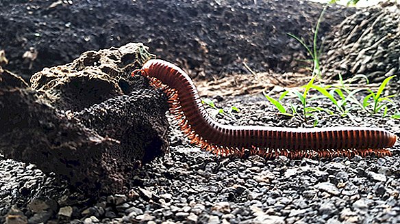 Centipedes and Millipedes: Mnogo nogu, u čemu je razlika?