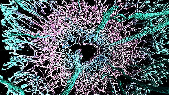 Echa un vistazo a estas increíbles imágenes súper detalladas de cerebros de moscas de la fruta
