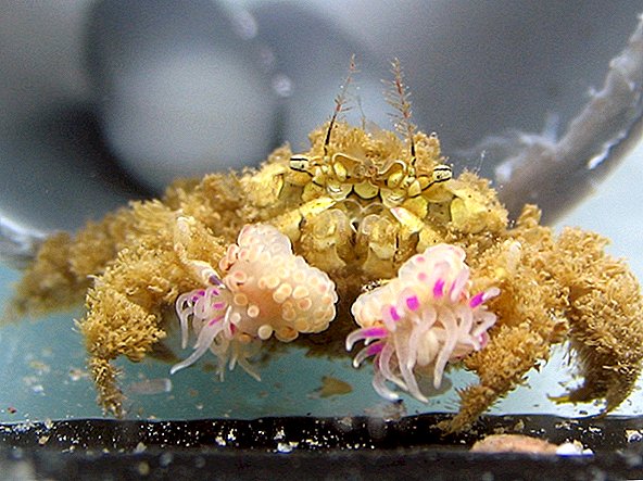 Cheerleaders of the Deep: Comment les crabes Pom-Pom ont obtenu leur nom