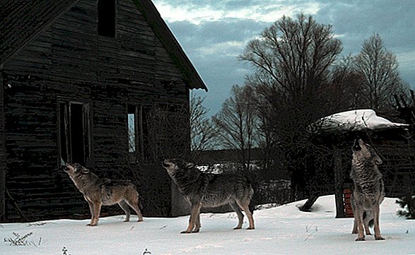 A "preservação da vida selvagem" radioativa de Chernobyl gera crescente população de lobos