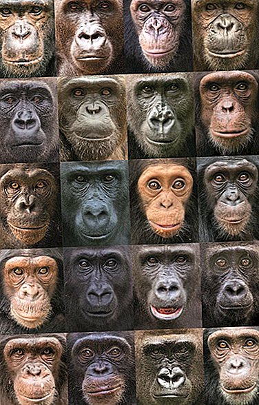 História genética dos chimpanzés mais estranha que os humanos