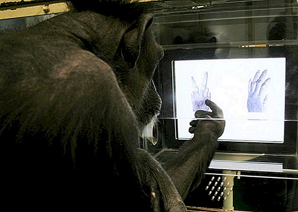 Schimpansen können im Alter von 4 Jahren Stein-Papier-Scheren spielen
