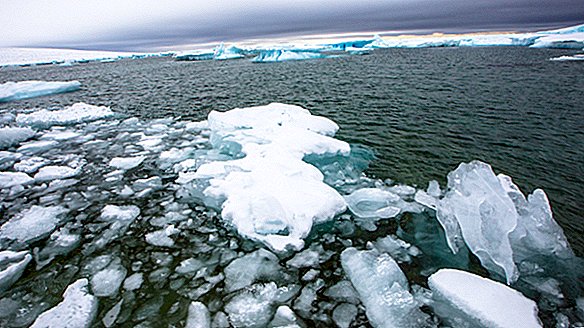 Chlamidijos pusbrolis aptiktas giliame Arkties vandenyne