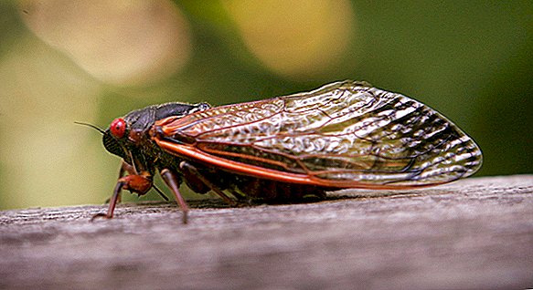 Cicadas kommer! Brood VI kommer tilbake etter 17 år