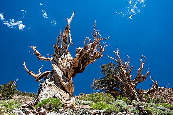 تغير المناخ يمكن أن يقتل أقدم الأشجار في العالم