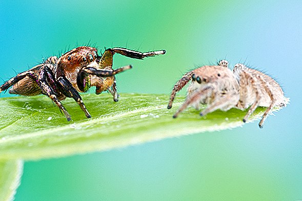 Une araignée sauteuse mâle `` désemparée '' va courtiser une femme qui lui va mal