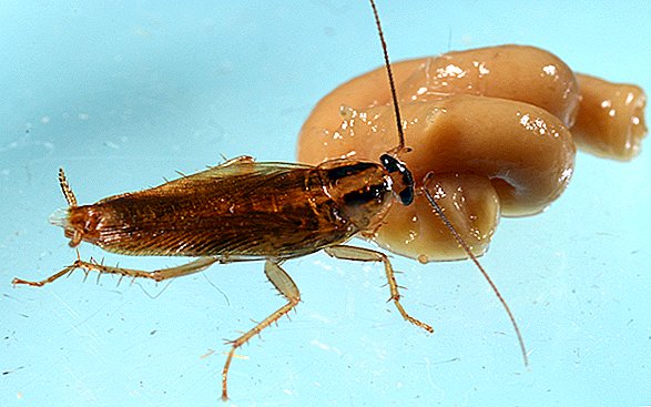 Kackerlacka "Superbugs" blir nästan omöjligt att döda