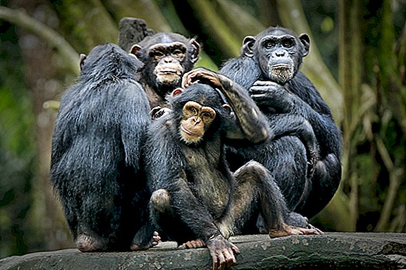 Эксперты предупреждают, что коронавирус может быть катастрофическим для приматов