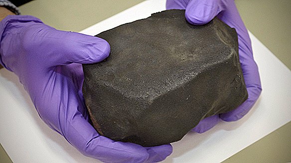 'Cosmic Mudball Meteorite' dofter som Brysselkålar, hittar nytt hem på museet
