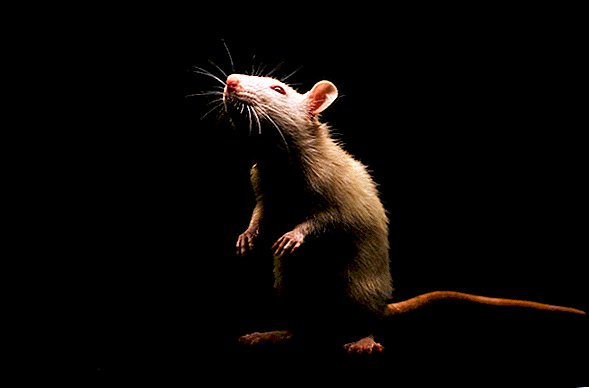 Kunne 'hukommelsesslettende' implantater hjælpe med at forhindre tilbagefald af narkotika? Det virkede for disse rotter.